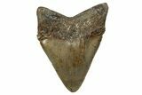 Serrated, Fossil Megalodon Tooth - North Carolina #344044-2